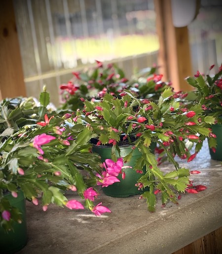 2025 Christmas Cactus